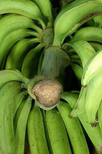 Banane Plantain