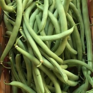 Haricot vert