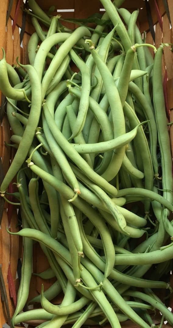 Haricot vert